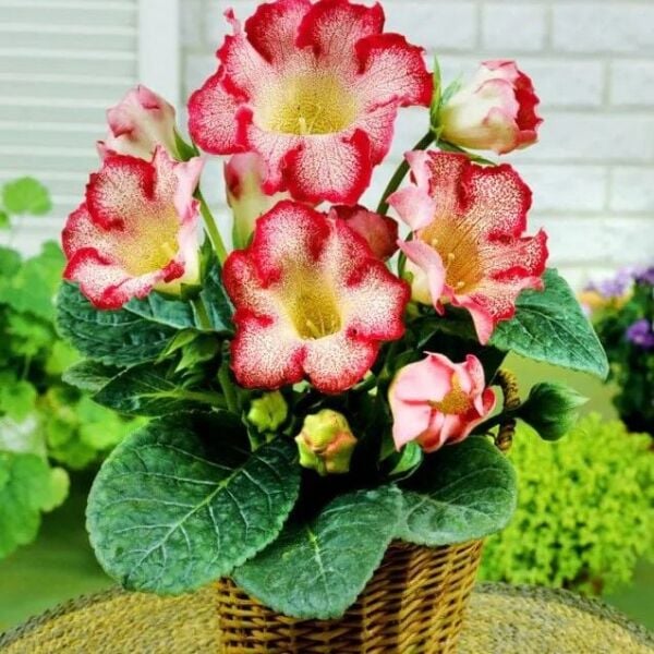 Tigrina Red Gloxinia  Gloksinya Bardak Menekşesi Çiçeği Soğanı (1 adet )