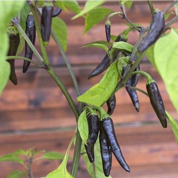 Uzun Siyah Acı Biber Tohumu (15 adet)