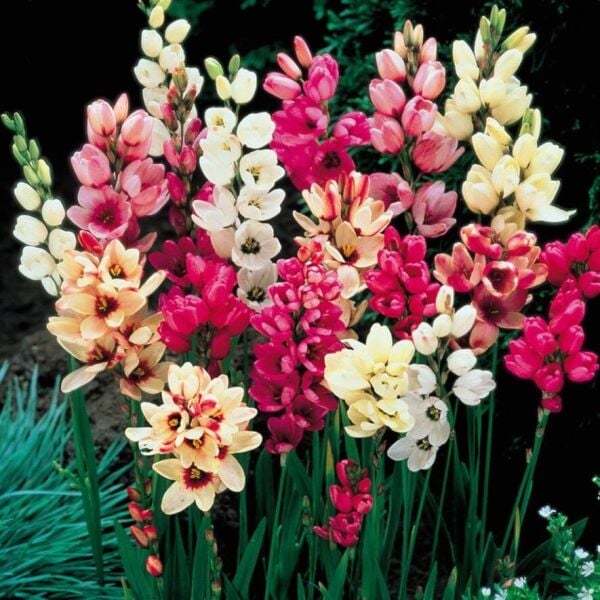 Kuraklığa Dayanıklı Mısır Zambağı Gelin Soğanı Çiçeği Mixed Ixia Çiçeği Soğanı (1000 Adet)