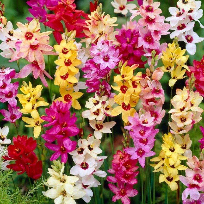 Kuraklığa Dayanıklı Mısır Zambağı Gelin Soğanı Çiçeği Mixed Ixia Çiçeği Soğanı (10 Adet)