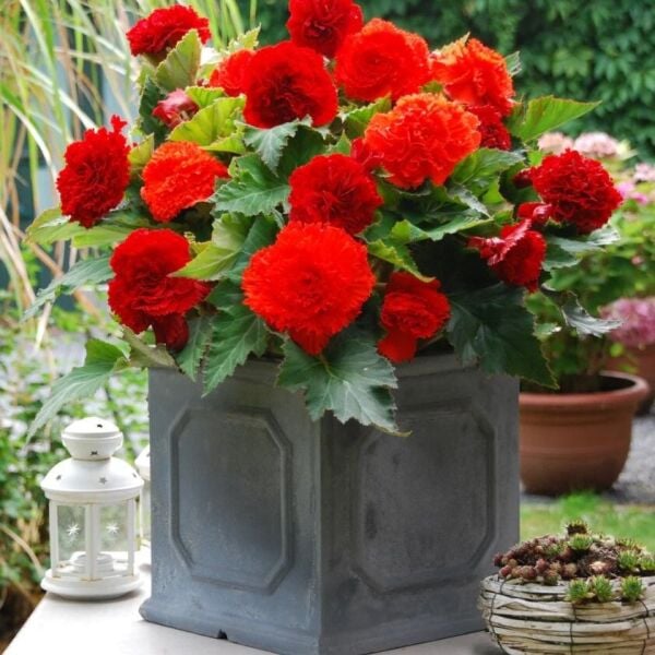 iri Çiçekli  Nadir Tür Geniş Yaprak Fimbriata Red Begonya Çiçeği Soğanı (1 adet)