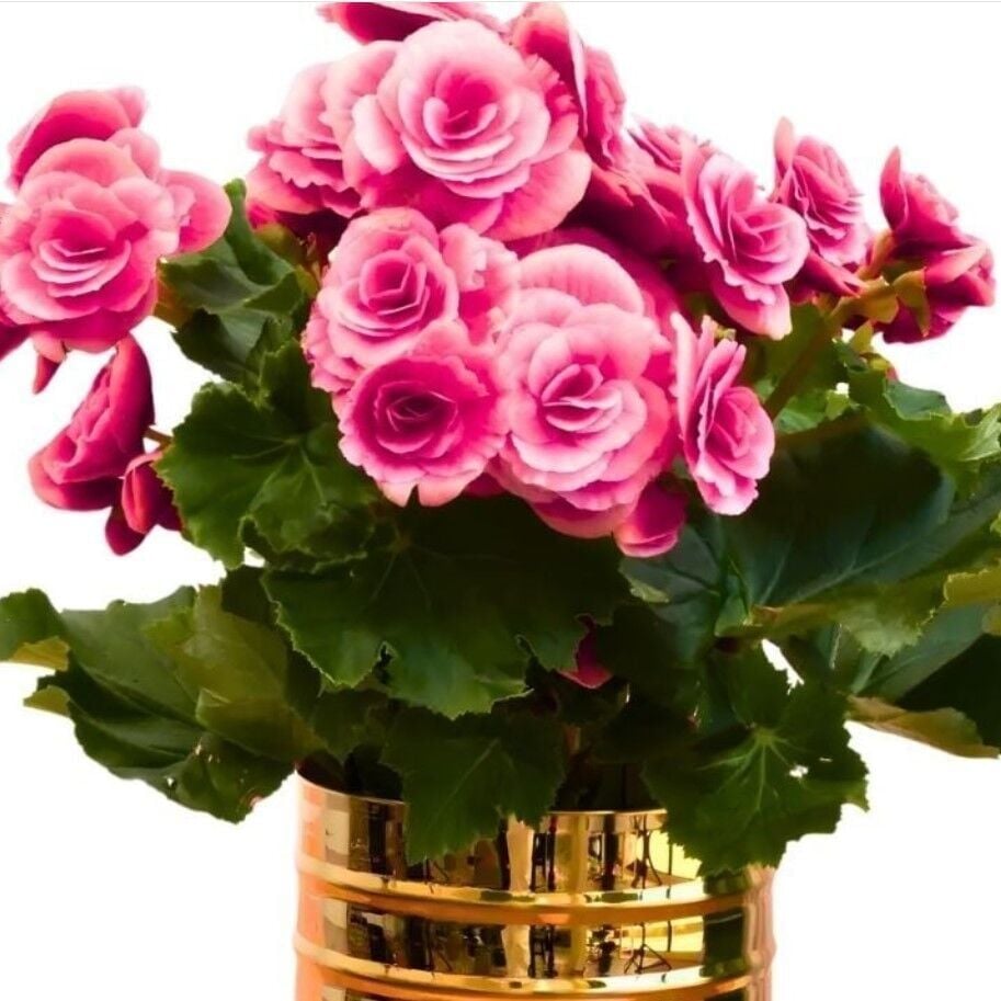 iri Çiçekli  Katmerli Nadir Tür Geniş Yaprak Camela Pink Begonya Çiçeği Soğanı (1 adet)