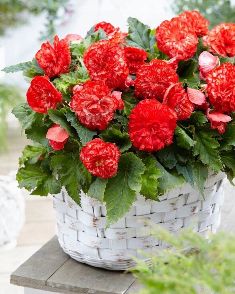 İri Çiçekli  Katmerli Nadir Tür Geniş Yaprak Marmorata Begonya Çiçeği Soğanı (1 adet)