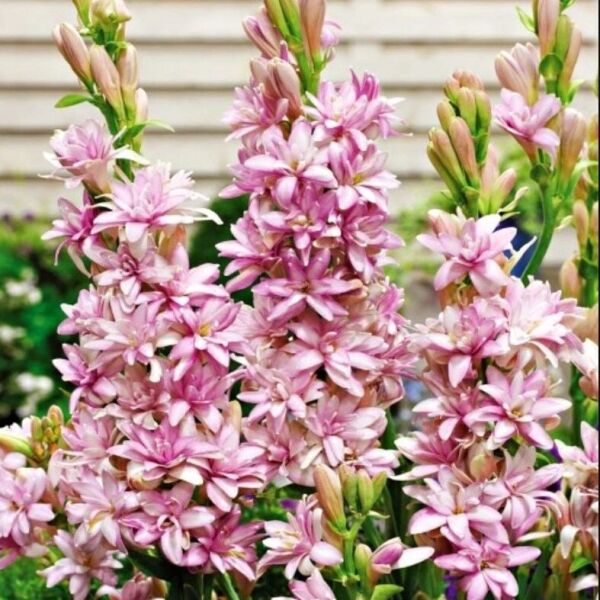 Dona Dayanıklı Polianthes Pink Sapphire Kokulu Sümbül Şefkat Teber Çiçeği Soğanı (1 adet)