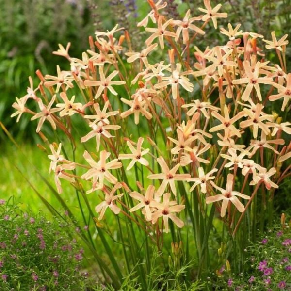 Dona Dayanıklı Mısır Zambağı Gelin Soğanı Çiçeği Paniculata Eos Ixia Çiçeği Soğanı (10 Adet)