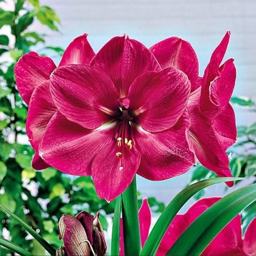 Kokulu Güzel Hatun Çiçeği Amaryllis Hercules Çiçeği Soğanı (1 Adet)