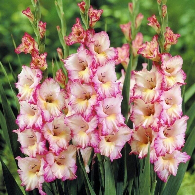 Gladiolus Priscilla Glayör Çiçeği Soğanı (2 adet)