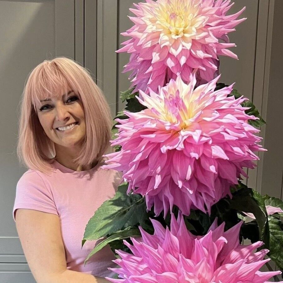 XXXL İri Çiçekli Sir Alf Ramsey İri Çiçekli Dahlia Dalya Yıldız Çiçeği Yumrusu (1 ADET)