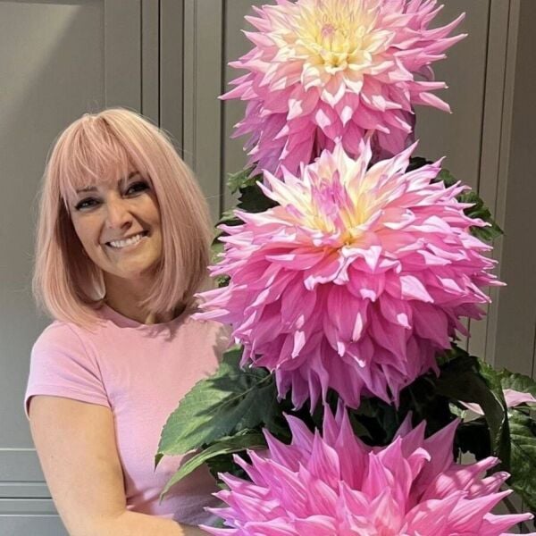 XXXL İri Çiçekli Sir Alf Ramsey İri Çiçekli Dahlia Dalya Yıldız Çiçeği Yumrusu (1 ADET)