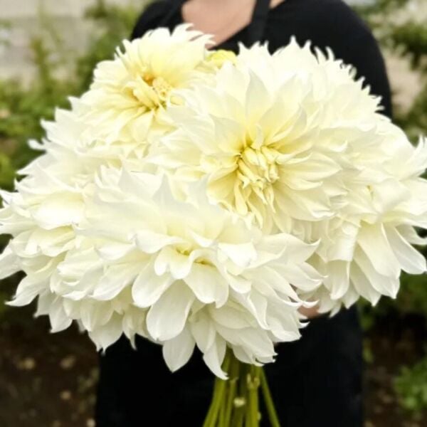 XXL İri Çiçekli Snowbound İri Çiçekli Dahlia Dalya Yıldız Çiçeği Yumrusu (1 ADET)