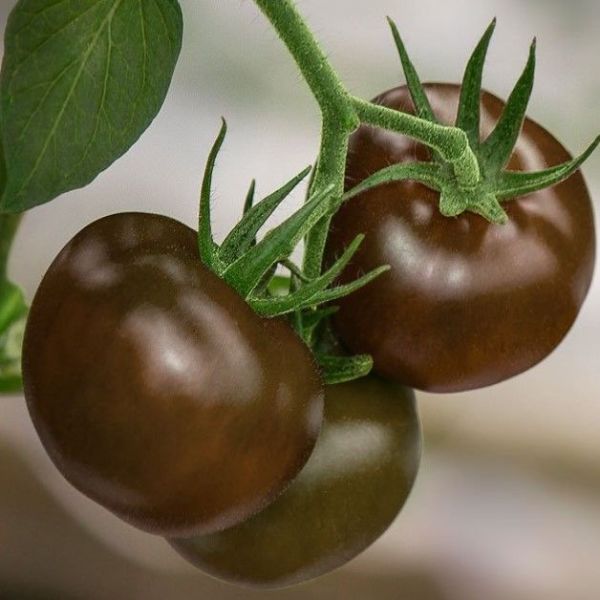 Yüksek Verimli Kahverengi F1 Kokteyl Sırık Domates Tohumu (10 tohum)