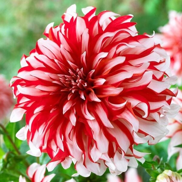 XXL İri Çiçekli Santa Claus İri Çiçekli Dahlia Dalya Yıldız Çiçeği Yumrusu (1 ADET)