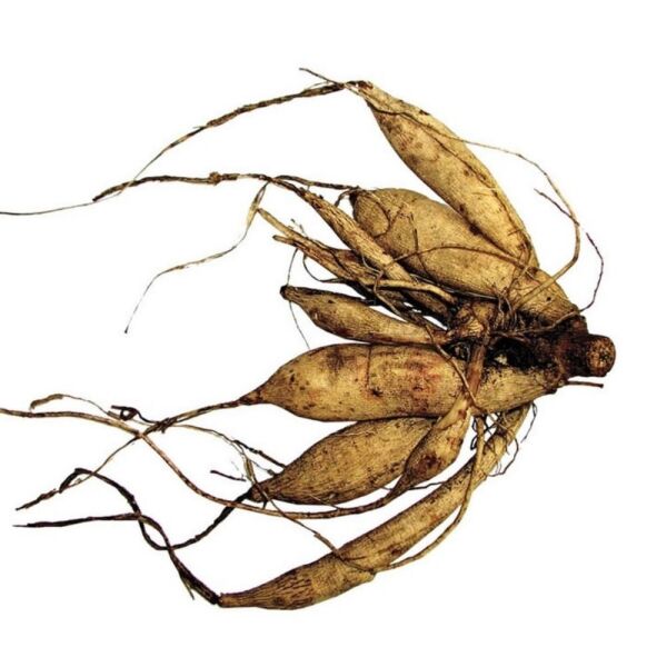 XXL İri Çiçekli White Perfection İri Çiçekli Dahlia Dalya Yıldız Çiçeği Yumrusu