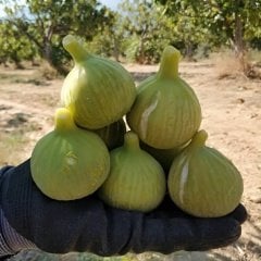 Tüplü Kolay Soyulabilen Ege Yeşil Güz İncir Fidanı
