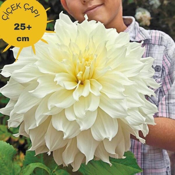 XXL İri Çiçekli White Perfection İri Çiçekli Dahlia Dalya Yıldız Çiçeği Yumrusu