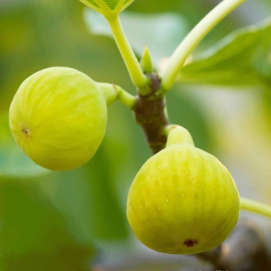 Tüplü Aromalı Bağdat İncir Fidanı