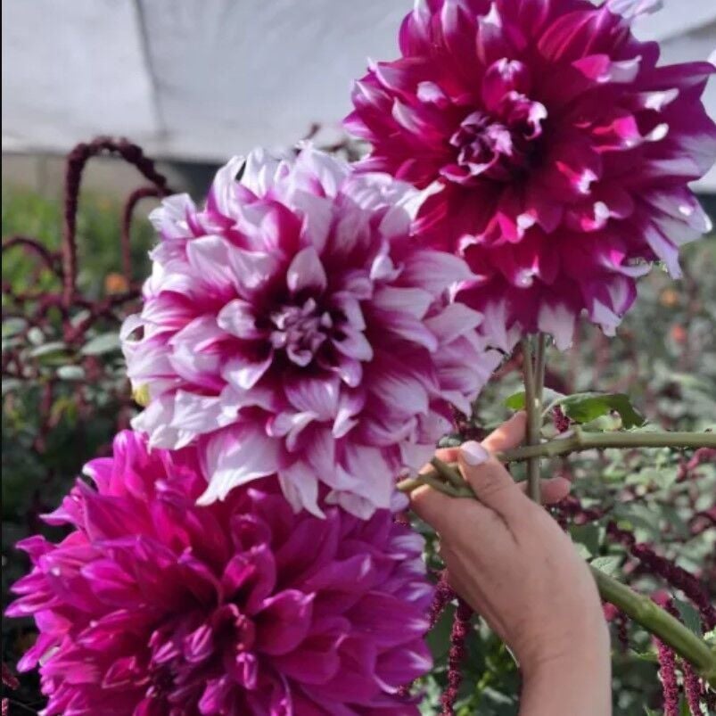 XXL İri Çiçekli Yarra Falls Dahlia Yıldız Çiçeği Soğanı Yumrusu (1 adet)