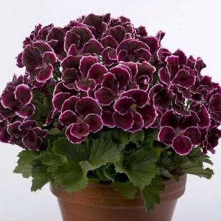 Aristo  Black Beauty Sardunya Çiçeği Fidesi (2  adet)