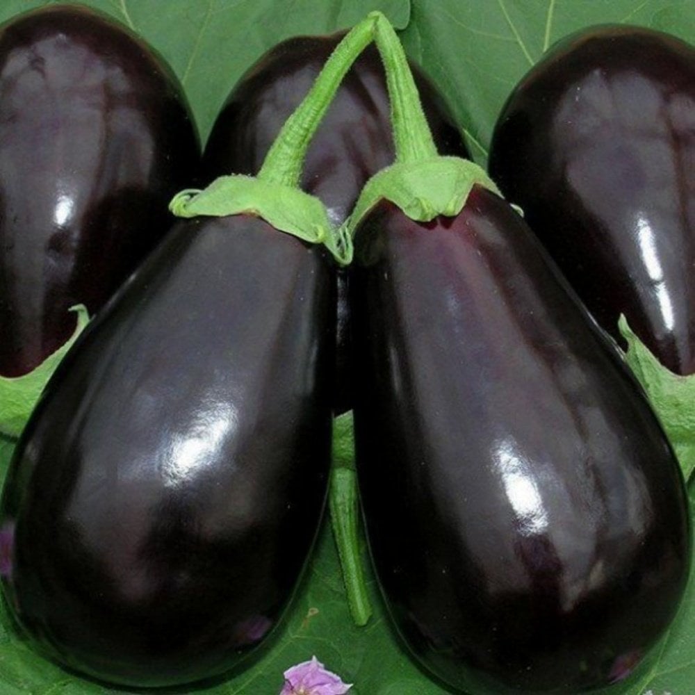 Topan Dolmalık Patlıcan Fidesi (5 adet)