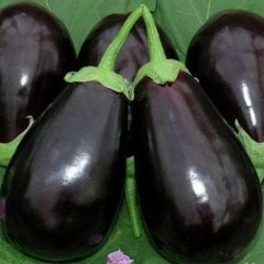 Topan Dolmalık Patlıcan Fidesi (5 adet)