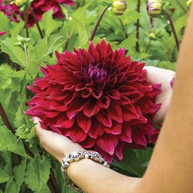 XXL İri Çiçekli Zorro Dahlia Yıldız Çiçeği Soğanı Yumrusu (1 adet)