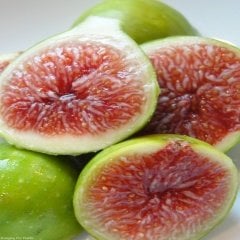 Tüplü Akdeniz İncisi Sinap İncir Fidanı