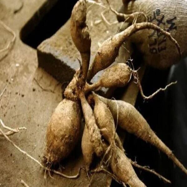 XXL İri Çiçekli Ice Hapet Blue Eyes Dahlia Yıldız Çiçeği Soğanı Yumrusu (1 adet)