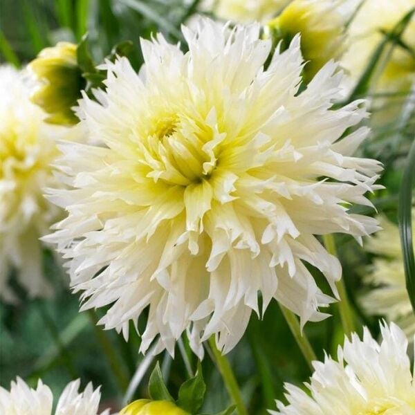 XXL İri Çiçekli Ice Crystal Dahlia Yıldız Çiçeği Soğanı Yumrusu (1 adet)