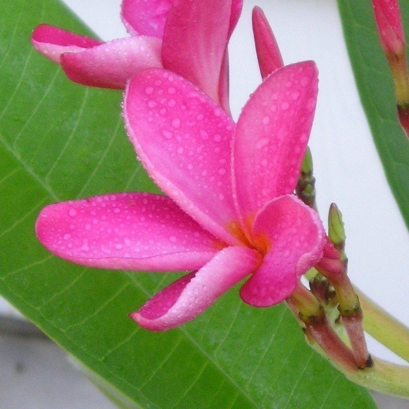 Tüplü Hoş Kokulu Pembe Plumeria Amerikan Fulu Fidanı (110-200cm)