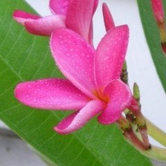 Tüplü Hoş Kokulu Pembe Plumeria Amerikan Fulu Fidanı (110-200cm)
