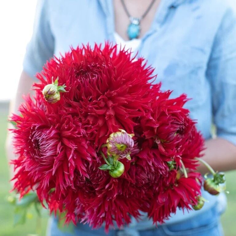 XXL İri Çiçekli Jaxon Dahlia Yıldız Çiçeği Soğanı Yumrusu (1 adet)