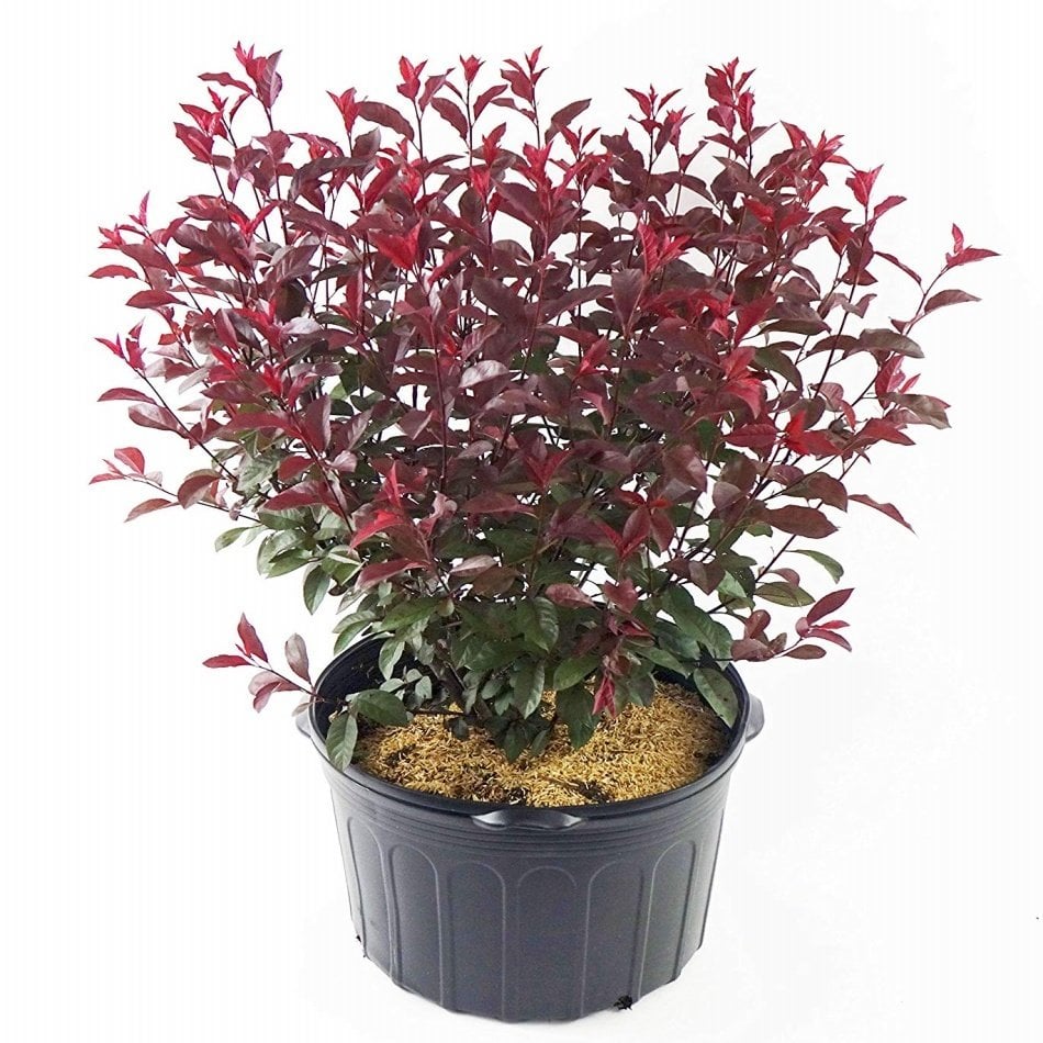 Tüplü Süs Eriği (Prunus Cerasifera) Fidanı (150-200 cm)