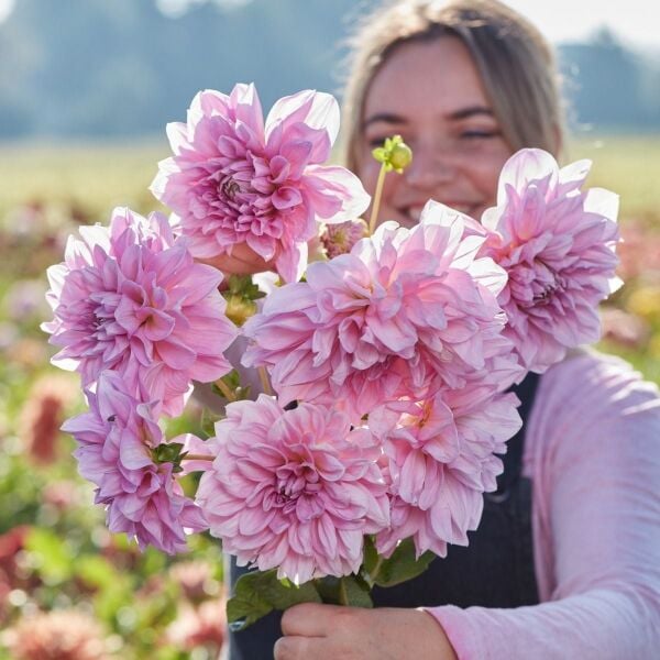 XXL İri Çiçekli Lavender Perfection Dahlia Yıldız Çiçeği Soğanı Yumrusu (1 adet)