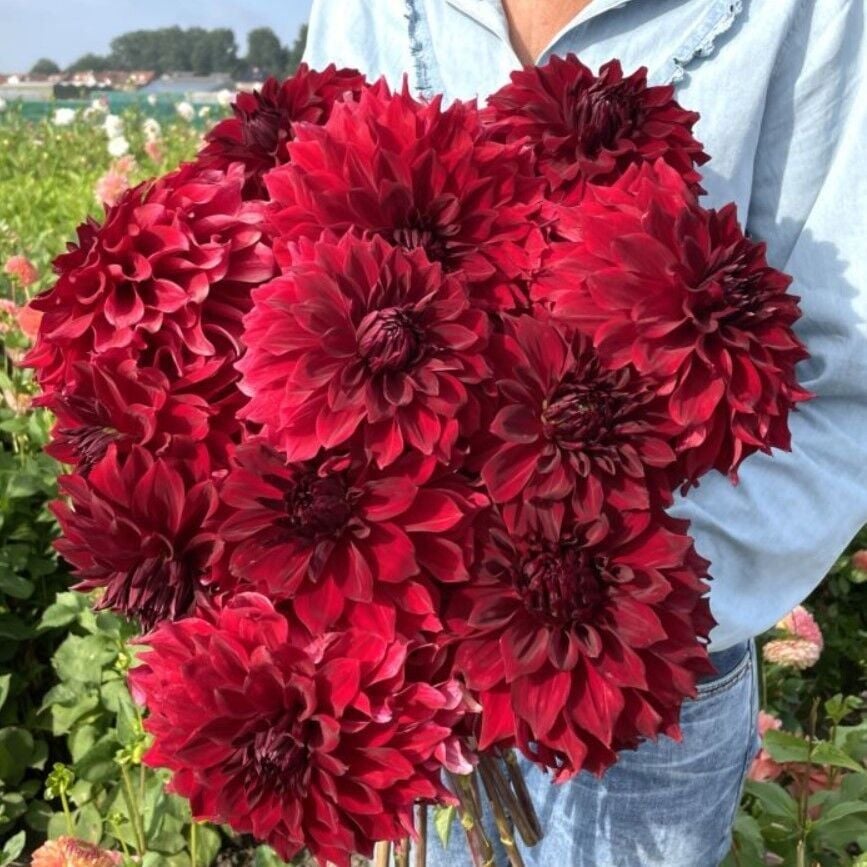 XXL İri Çiçekli Mingus Alex Dahlia Yıldız Çiçeği Soğanı Yumrusu (1 adet)