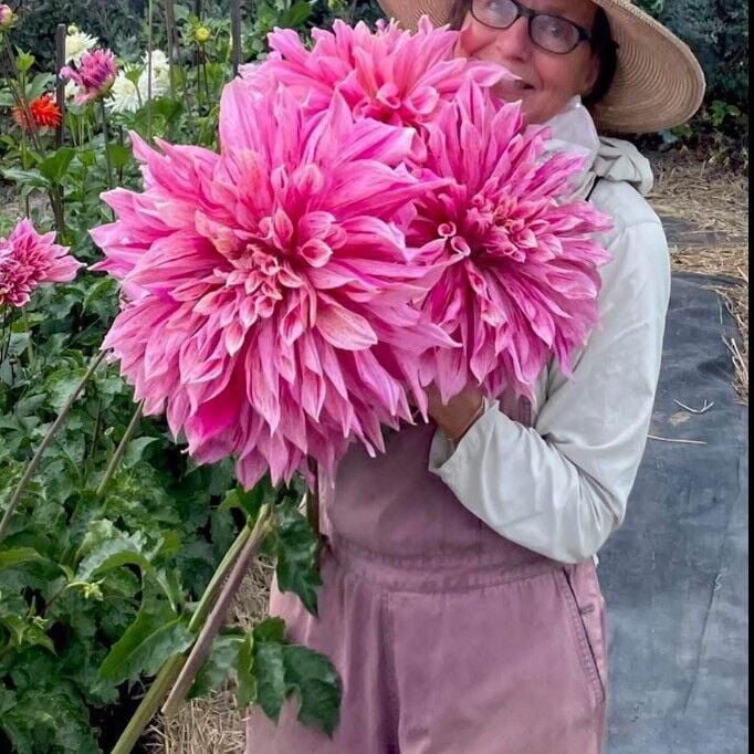 XXL İri Çiçekli Maki Dahlia Yıldız Çiçeği Soğanı Yumrusu (1 adet)