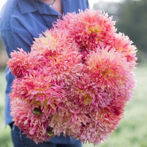 XXL İri Çiçekli Myrtle's Folly Dahlia Yıldız Çiçeği Soğanı Yumrusu (1 adet)