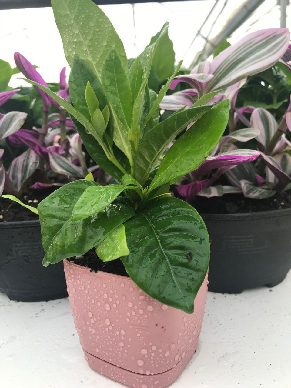 Yoğun Kokulu Gardenya Çiçeği Ofis Salon Bitkisi