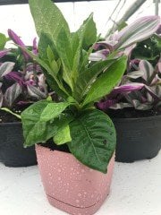 Yoğun Kokulu Gardenya Çiçeği Ofis Salon Bitkisi