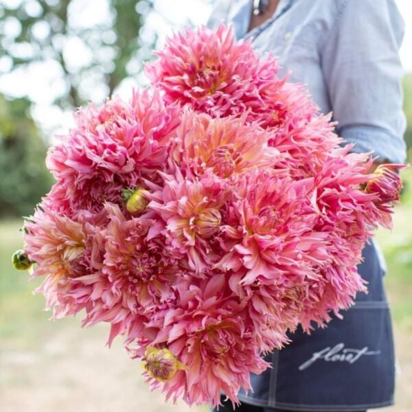 XXL İri Çiçekli Omega Dahlia Yıldız Çiçeği Soğanı Yumrusu (1 adet)