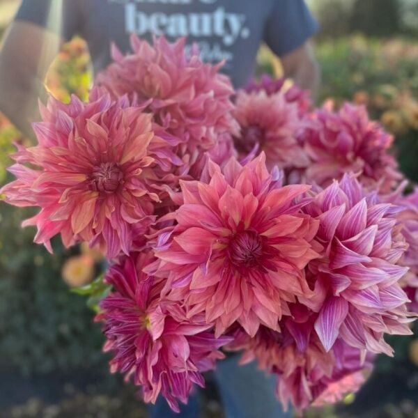 XXL İri Çiçekli Penhill Dark MonarcDahlia Yıldız Çiçeği Soğanı Yumrusu (1 adet)