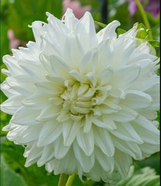 XXL İri Çiçekli Bull's Pride deco Dahlia Yıldız Çiçeği Soğanı Yumrusu (1 adet)