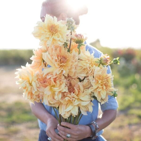 Soğuklara Dayanıklı Dev Çiçekli Big Brother Dahlia Yıldız Çiçeği Soğanı Yumrusu (1 adet)