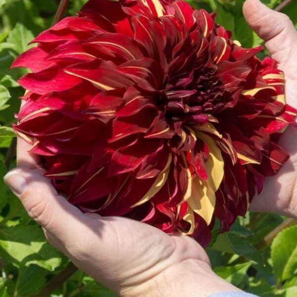 Soğuklara Dayanıklı Dev Çiçekli Bohemian Spartacus Dahlia Yıldız Çiçeği Soğanı Yumrusu (1 adet)