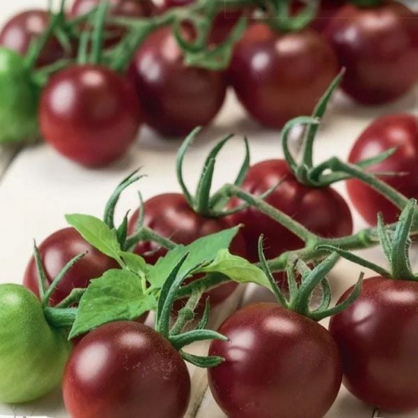 Aroması Yüksek Chocolate Cherry Domates Tohumu  (15 tohum)