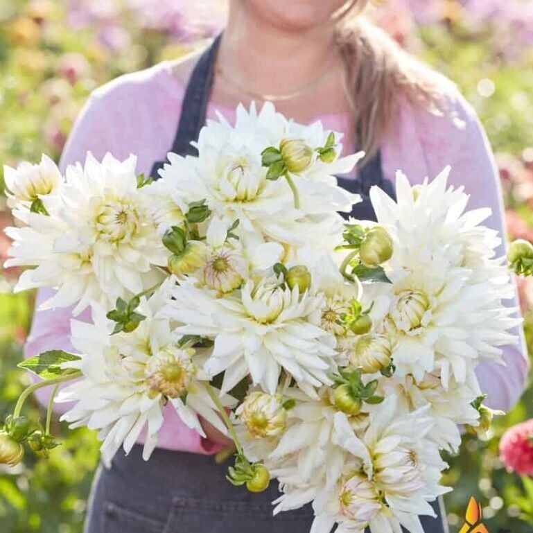 Soğuklara Dayanıklı Dev Çiçekli Clearview Edie Dahlia Yıldız Çiçeği Soğanı Yumrusu (1 adet)