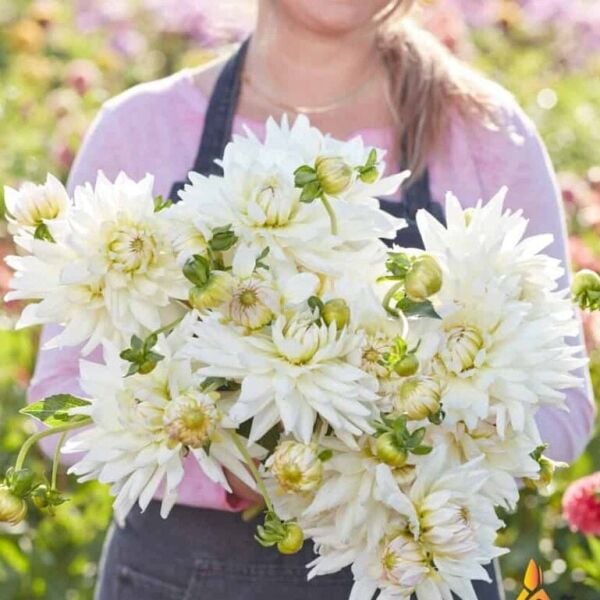 Soğuklara Dayanıklı Dev Çiçekli Clearview Edie Dahlia Yıldız Çiçeği Soğanı Yumrusu (1 adet)