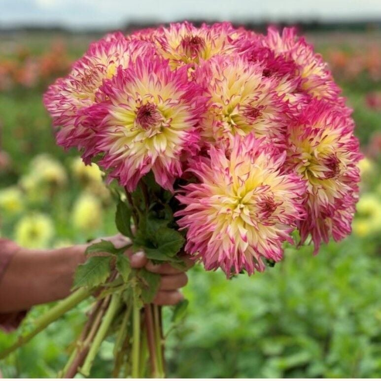 Soğuklara Dayanıklı Dev Çiçekli Caproz Josephine  Dahlia Yıldız Çiçeği Soğanı Yumrusu (1 adet)