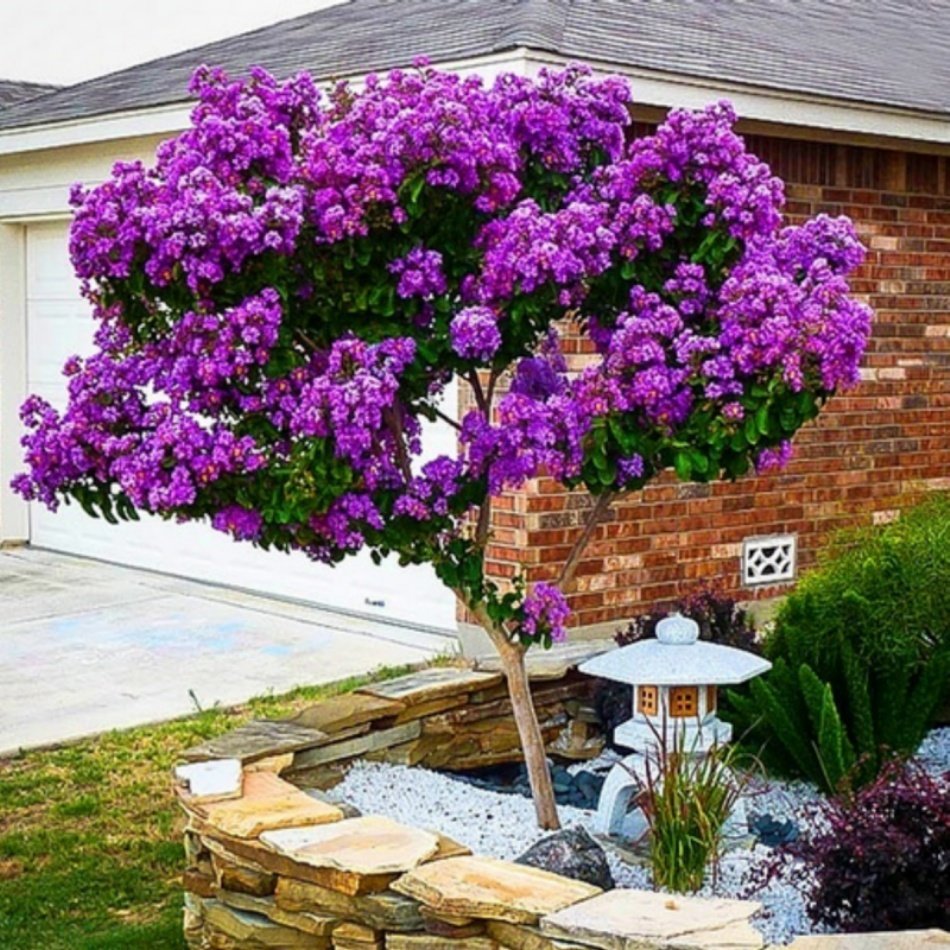 Tüplü Mor Çiçekli Oya Ağacı Fidanı (70-120 cm)