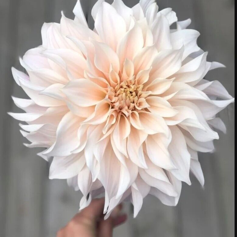 Soğuklara Dayanıklı Dev Çiçekli Cafe Au Light  Dahlia Yıldız Çiçeği Soğanı Yumrusu (1 adet)