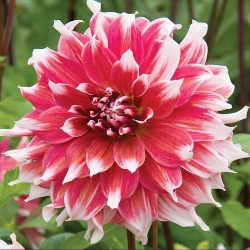 Büyük Çiçekli Frost Nip Yıldız Dahlia Çiçeği Soğanı Yumrusu (1 adet)